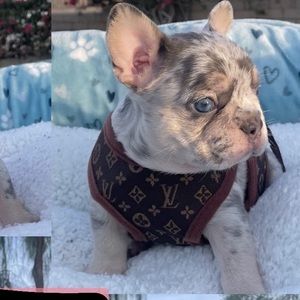 “Designer Louis Vuitton” pet harness with matching leash